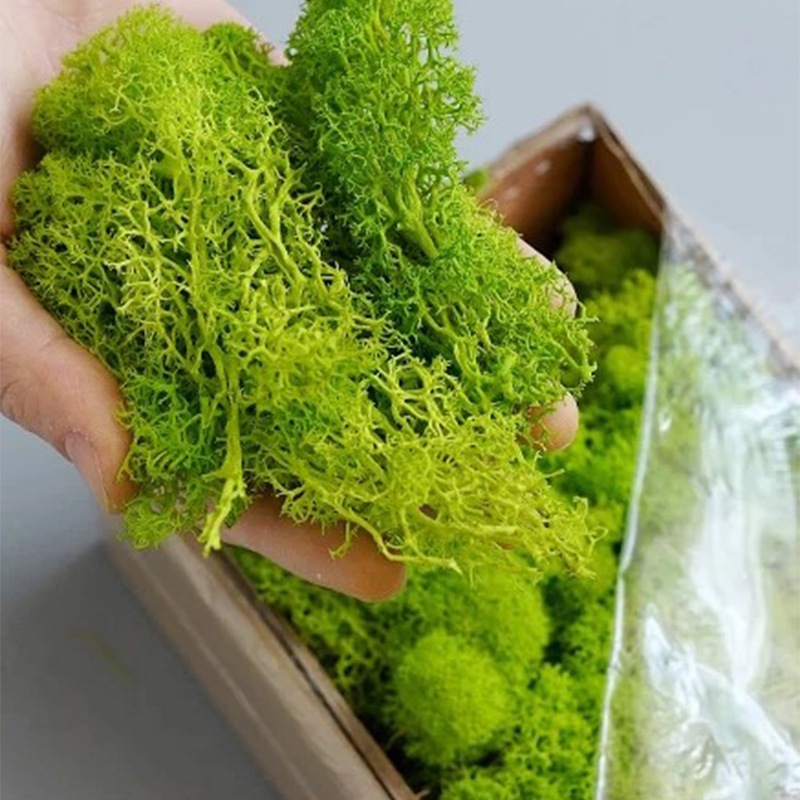 Sphagnum Moss Dry - Yapay Yeşil Bitkiler Sonsuz Yaşam Yosun