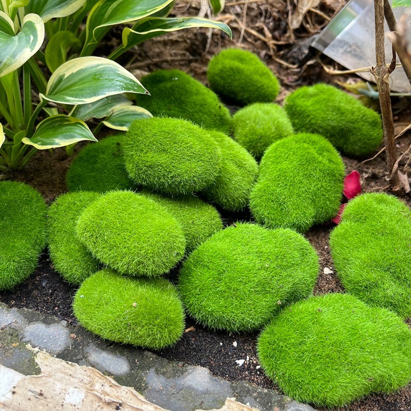 5/30 adet Simülasyon Yosun Taş - Sphagnum Moss Dry incelemesi ve fiyatı