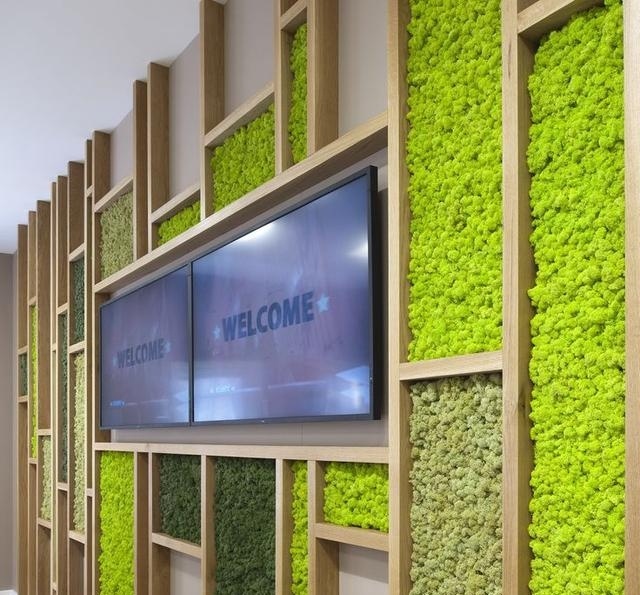 20G Doğal Yosun Yapay Bitki Eb - Sphagnum Moss Dry incelemesi ve fiyatı